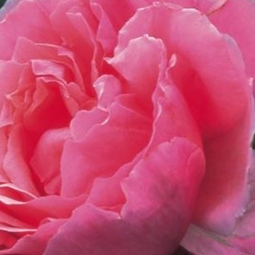 Online rózsa webáruház - angol rózsa - rózsaszín - Rosa Ausglobe - intenzív illatú rózsa - David Austin - Egyik legnagyobb virágú angol rózsa. Bazsarózsákra emlékeztető virágai többnyire magányosan nyílnak majdnem tüskétlen hajtásain.